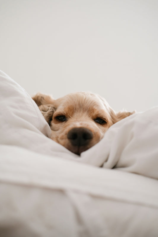 Cocooned in Comfort: The Benefits of Sleeping with a Doona